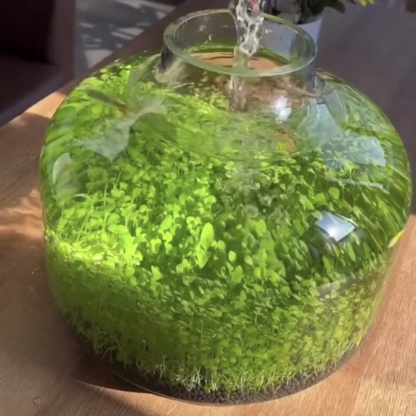 بذر سبزه آکواریومی