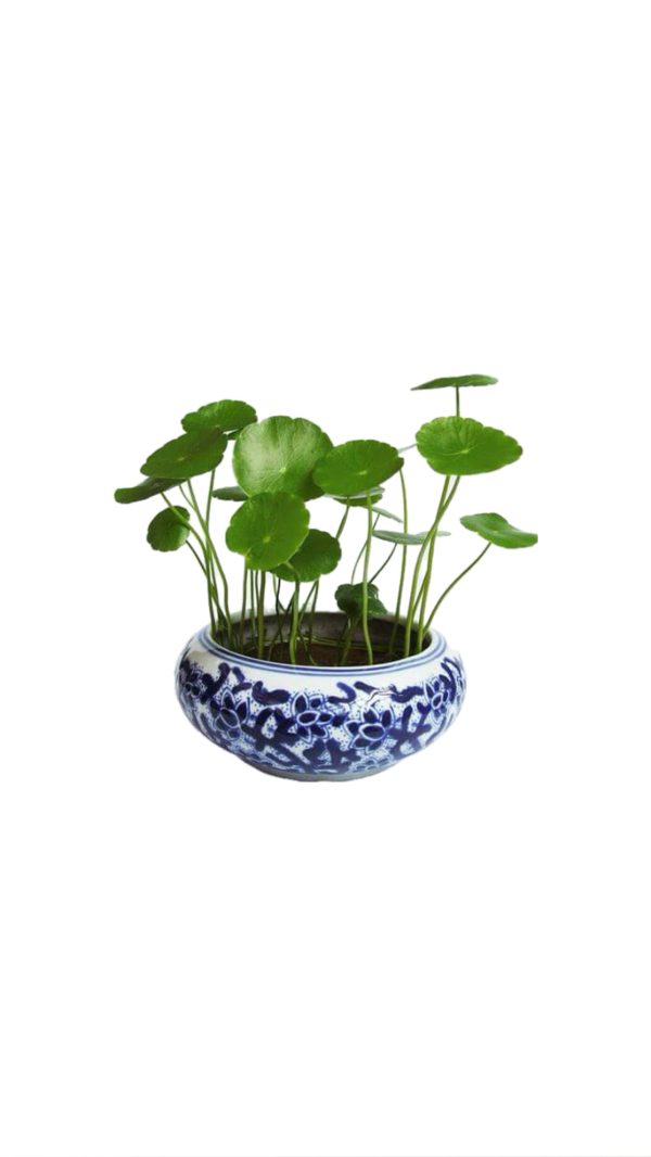 پیاز چمن سکه ای